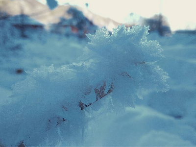 早午餐上的蓝雪