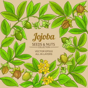 霍霍巴矢量框架的颜色背景照片