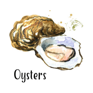 新鲜牡蛎海鲜. 水彩画手绘插图分离白色背景照片