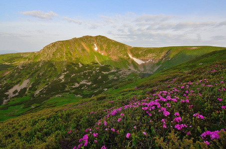 乌克兰喀尔巴阡山。 山古廷托马蒂克。 布雷宾斯克尔湖。 花的颜色。 杜鹃花。