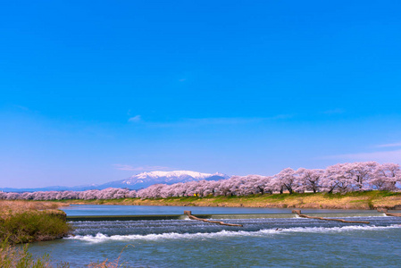 石川三泉HitomeSenbonzakura在观景点Niragamizeki堰。樱花与白雪覆盖的山。日本宫城县福冈城堡公园石罗石