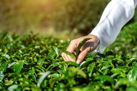 女人在绿茶农场手工采摘茶叶。