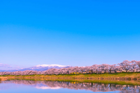 石川三泉HitomeSenbonzakura在观景点Niragamizeki堰。樱花与白雪覆盖的山。日本宫城县福冈城堡公园石罗石