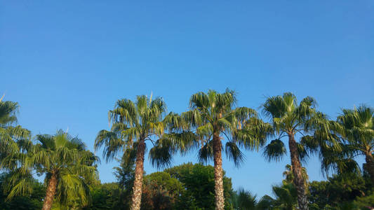 棕榈树和蓝天的景色