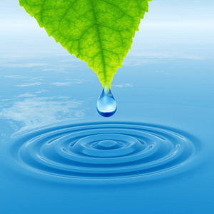 概念或概念洁净的泉水或露水从绿色的鲜叶落下。