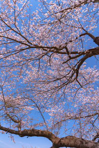 美丽的樱花在春天的蓝天背景下盛开。