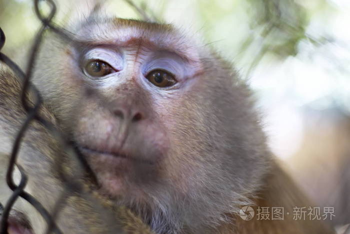 关在笼子里的猴子。