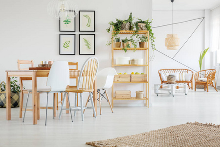 自然亚麻地毯在白色的木制地板上，在雅致的客厅和餐厅内部，藤条沙发扶手椅和木制桌子，在空墙上有优雅的椅子和植物图形画廊。