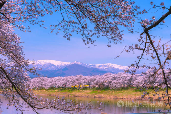 日本宫城县仙台遗址公园松川小泉樱花樱花带雪，背景是茂冈市石河畔的赵山