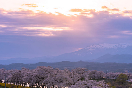 小川茨木三郎在夕阳下，樱花盛开，积雪覆盖着枣山，背景是福冈城堡毁公园仙台宫城县石河畔。