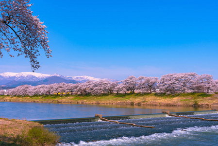 小川泉在观景点尼拉格米泽基韦尔。 日本宫城县福冈城堡公园石狮河畔的樱花带雪山