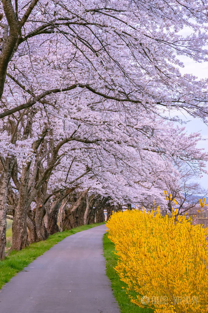 樱花树背景沿石河岸在福冈城堡废墟公园仙台宫城县日本小川tsutsumi