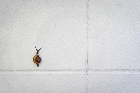  brown snail is climbing on a white wall.