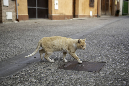 猫被遗弃在街上，动物虐待孤独