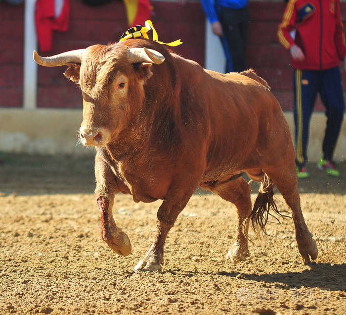 西班牙公牛在传统的表演中斗牛