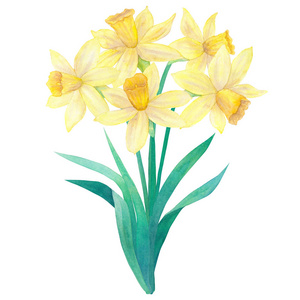 手绘水仙花图片 手绘水仙花素材 手绘水仙花插画 摄图新视界 手绘水仙花图片 手绘水仙花素材 手绘水仙花插画 摄图新视界