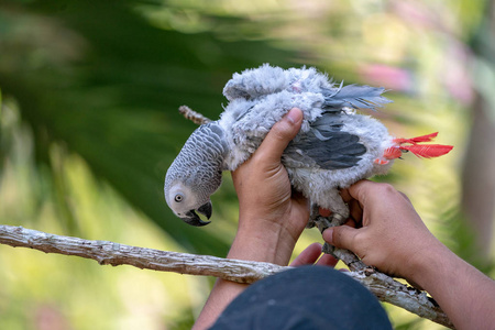 非洲灰鹦鹉，红色尾巴挂在森林里的树枝上
