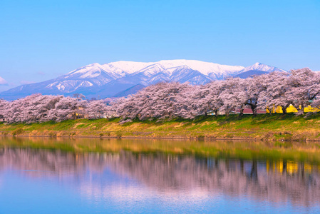 日本宫城县仙台遗址公园松川小泉樱花樱花带雪，背景是茂冈市石河畔的赵山