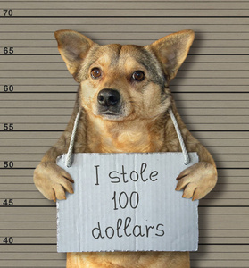 坏狗偷了100美元。他因为这个被捕了。阵容背景。