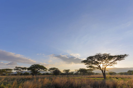南非日出时的Acasia树
