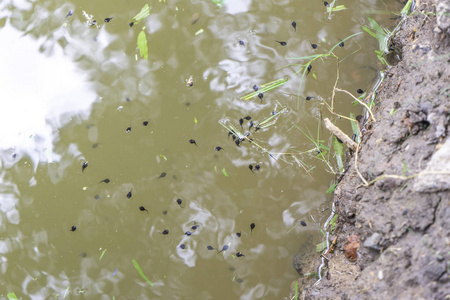 许多蝌蚪在沼泽里游泳。
