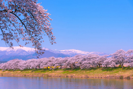 日本宫城县仙台遗址公园松川小泉樱花樱花带雪，背景是茂冈市石河畔的赵山