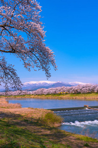 小川泉在观景点尼拉格米泽基韦尔。 日本宫城县福冈城堡公园石狮河畔的樱花带雪山摄影图
