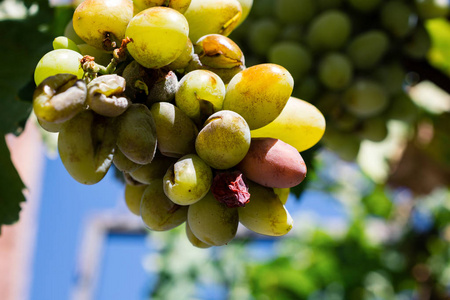 一串成熟的白葡萄酒葡萄挂在葡萄树上，阳光下