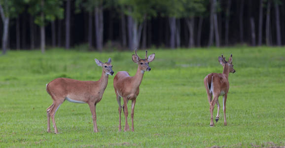 穿天鹅绒的白尾鹿巴克图片