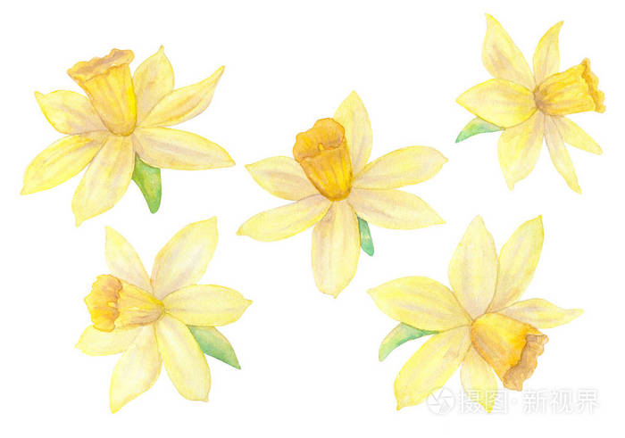 水仙花或水仙花 黄色的花 水彩手绘插图 隔离在白色背景上照片 正版商用图片17clwi 摄图新视界 水仙花或水仙花 黄色的花 水彩手绘插图 隔离在白色背景上照片 正版商用图片17clwi 摄图新视界