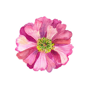 美丽的粉红色花与黄色的雄蕊。水彩手绘插图。隔离在白色背景上
