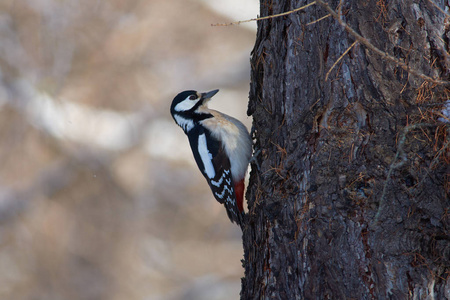 在冬天的第一天，一个伟大的斑点啄木鸟树落叶松树干在森林公园的第一天冬天。