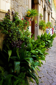 美丽的街道装饰着绿色的植物，在瓦尔德莫萨马洛卡，西班牙