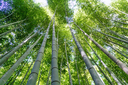 日本京都高大野生竹树林照片