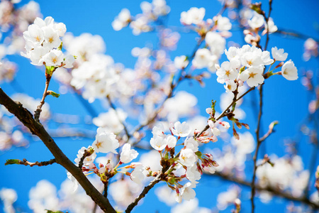 蓝天背景上美丽的白色樱花树花