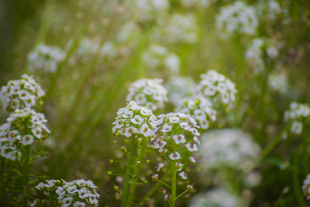 白色小香花地毯