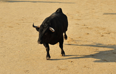 西班牙公牛在传统的奇观中图片