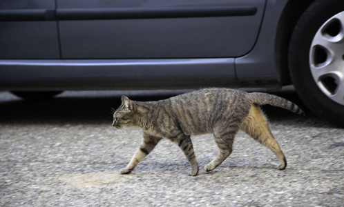 街上遗弃的猫，虐待动物，孤独