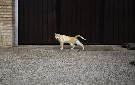 街上遗弃的猫，虐待动物，孤独