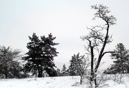 在霜冻的夜晚，覆盖着雪的松树。 美丽的冬季森林景观