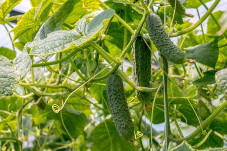 黄瓜生长在温室里。 花和黄瓜卵巢。 格金泡菜。 快关门。