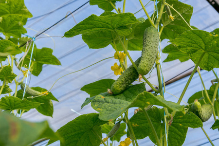 黄瓜生长在温室里。 花和黄瓜卵巢。 格金泡菜。 快关门。