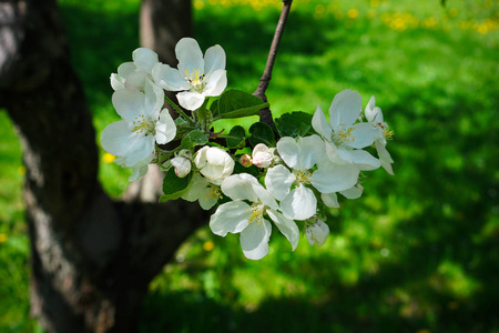 苹果在花园里开花