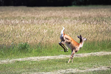 游戏的小动物图片
