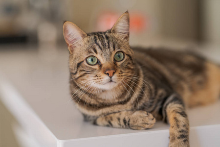 蓝白英短猫图片