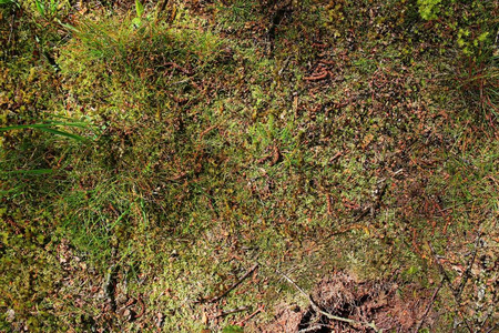 用坚果和苔藓封闭高分辨率的森林地面照片