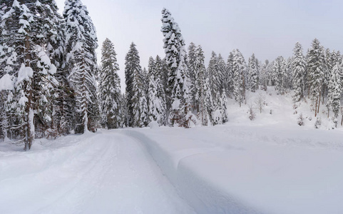 全景的冬季景观与雪覆盖的树木附近的希菲尔德在奥地利的蒂罗尔州。 奥地利冬季