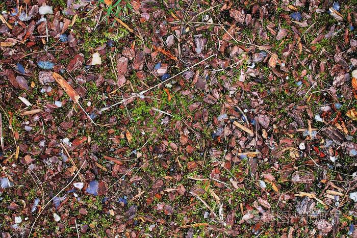 用坚果和苔藓封闭高分辨率的森林地面