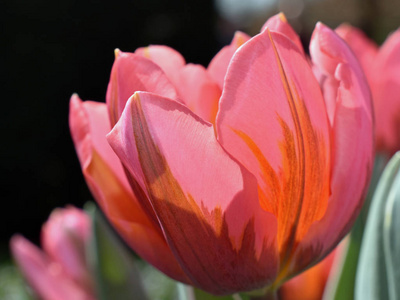 粉红色郁金香在著名的荷兰郁金香公园春天盛开。 摄于库肯霍夫荷兰。