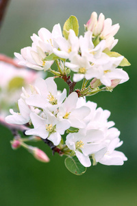 春暖花开的时候，苹果树枝上的白色花朵和粉红色的花蕾充满了明亮的光线，是花园概念的温暖季节